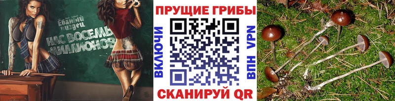 Псилоцибиновые грибы Psilocybe Певек